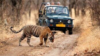 Ranthambore Online Safari Booking Ranthambore Online Safari Booking