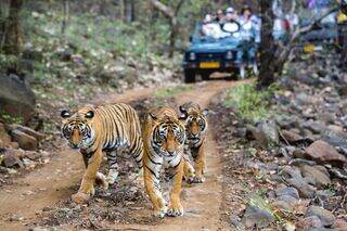 Safari Booking online Ranthambore Safari Booking online Ranthambore