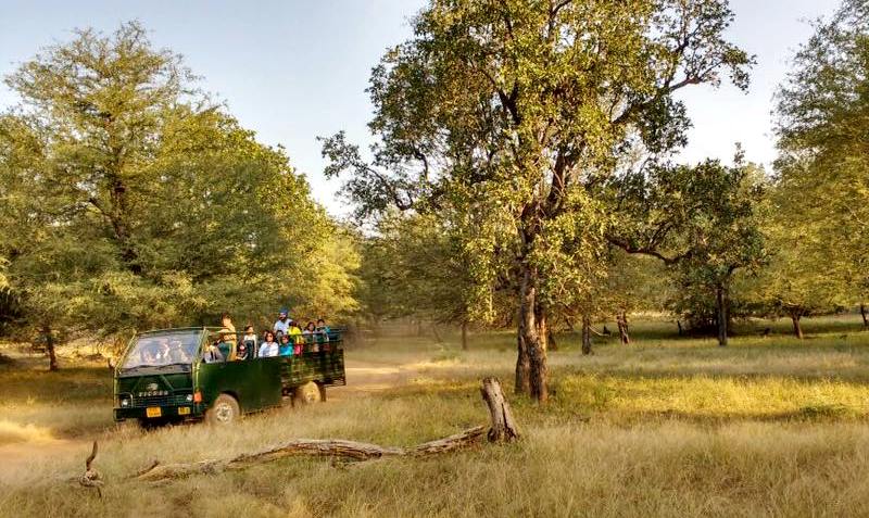 Tiger Safari with larger group in Ranthambhore