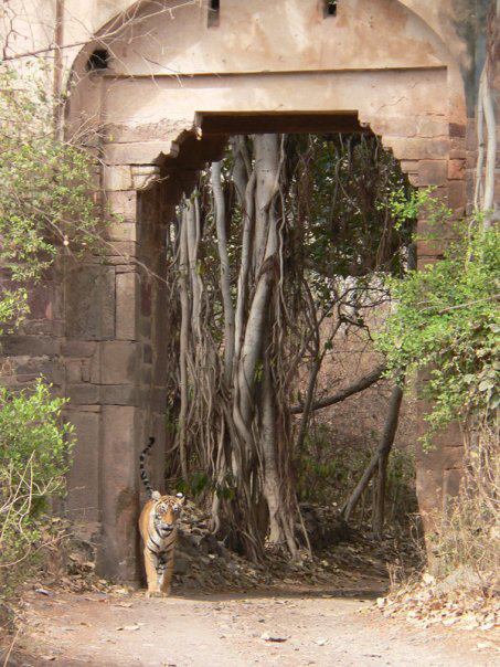 best time to visit ranthambore national park