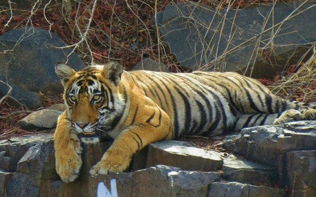 Tiger T 109 was tranquilized by the Forest Department at Ranthambore