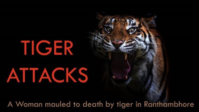 Woman killed in tiger attack in Ranthambore: Tiger Movement in rural Area