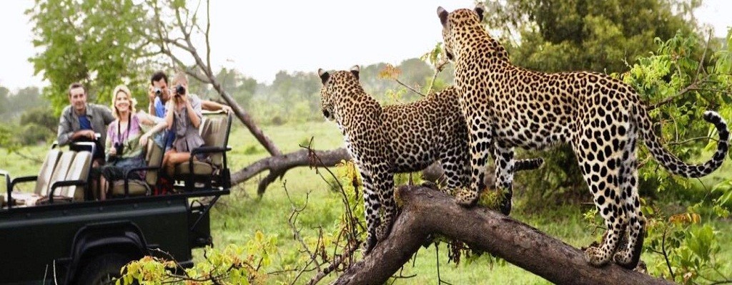 animals in ranthambhore