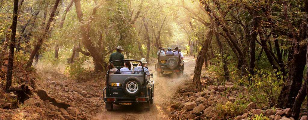 ranthambhore safari timings