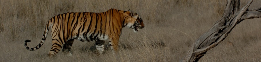 Ranthambore Holiday Package