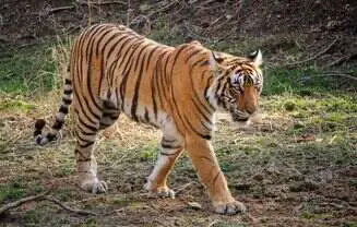 Ranthambore Famous Animals