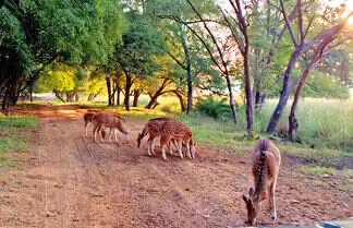 Ranthambore Safari Tips