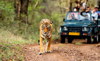 How to Book Ranthambore Safari Ticket Online How to Book Ranthambore Safari Ticket Online