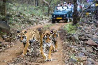 Safari Booking online Ranthambore