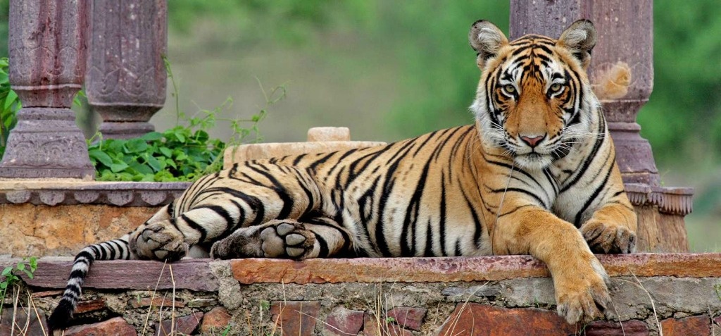 Majestic Tiger at Ranthambhore