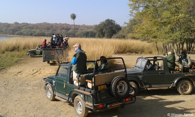 Jeep Safari for Tiger Spotting