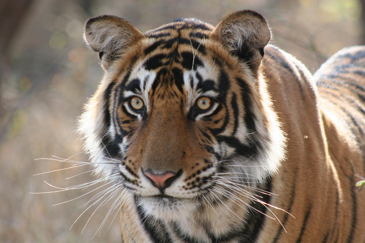 Ranthambore Wildlife Tour Packages