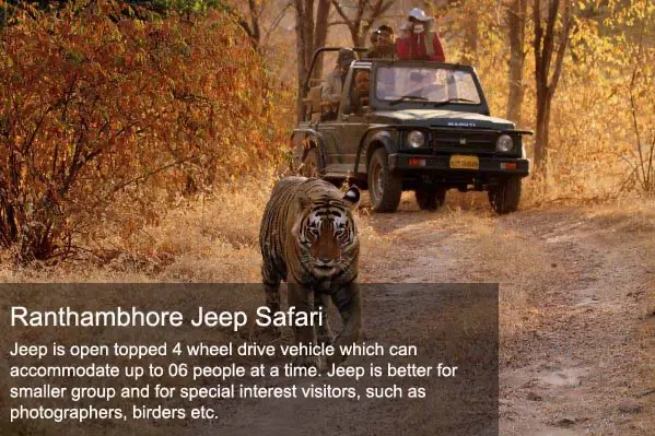 Ranthambhore Jeep safari