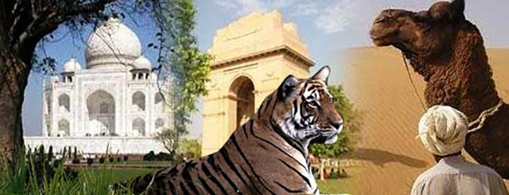 Ranthambore Tour Packages & Nights 8 Days