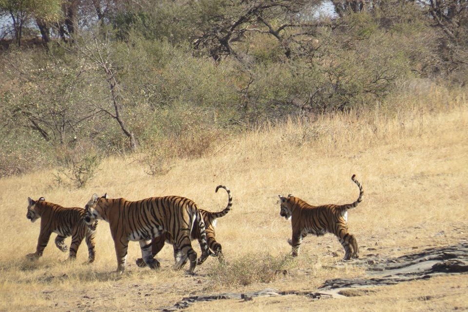 19-with her cubs