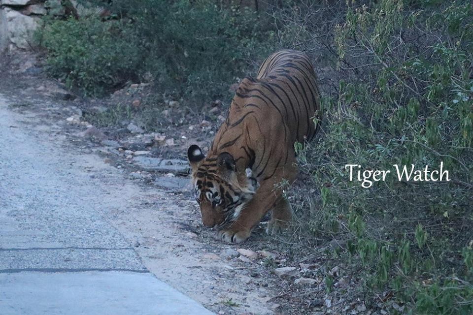 24 after kill man at ranthambore