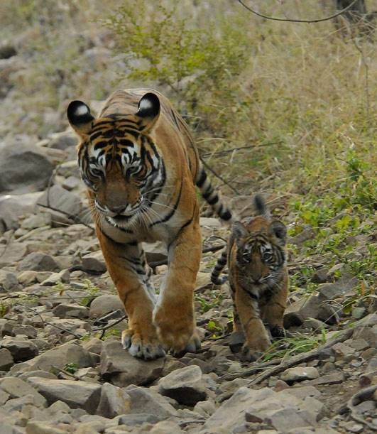 39 with cub