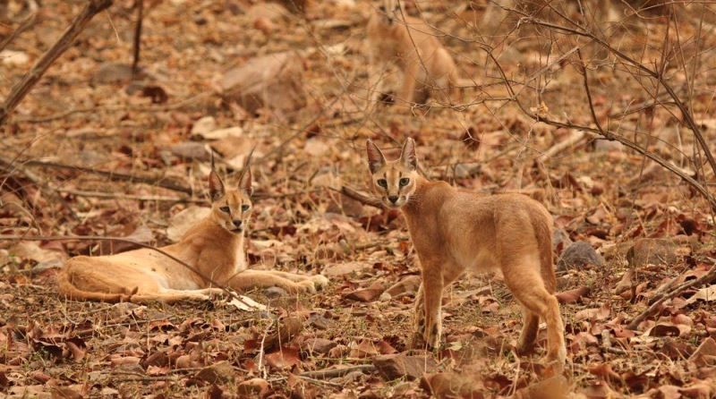 A pair of Caracal Cat Ranthambore