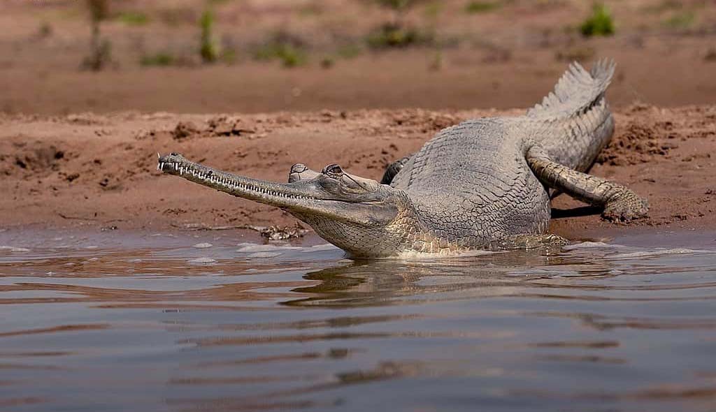 Alligators in Chambal river