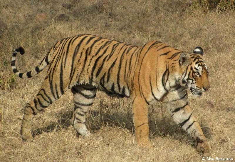 Arrowhead Ranthambore