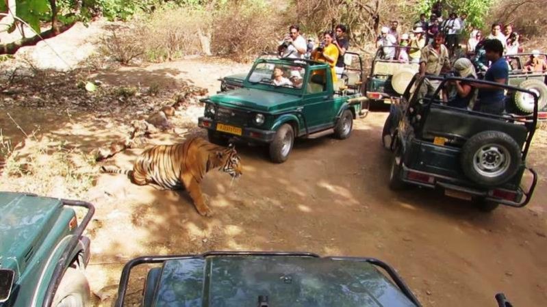 Avoid Getting Close to Wildlife