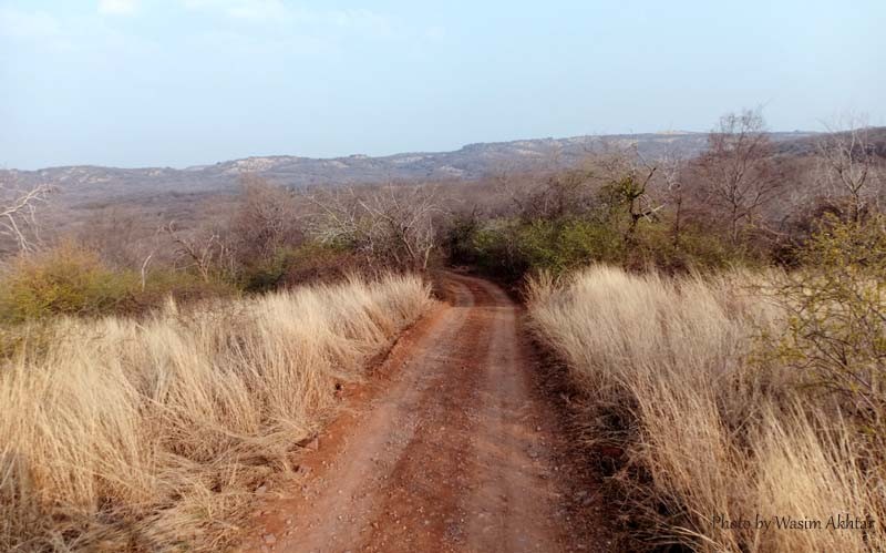 Best Safari Zone in Ranthambore