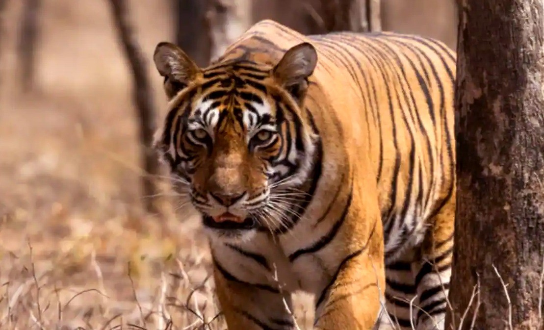 Big Cat Ranthambore