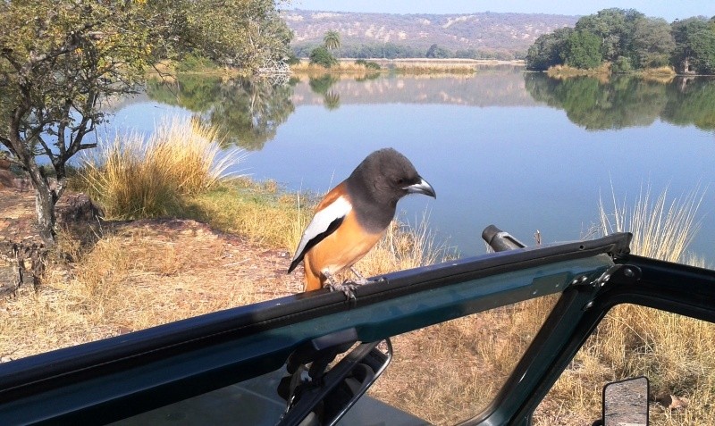 Bird Rufous Treepie in Ranthambore