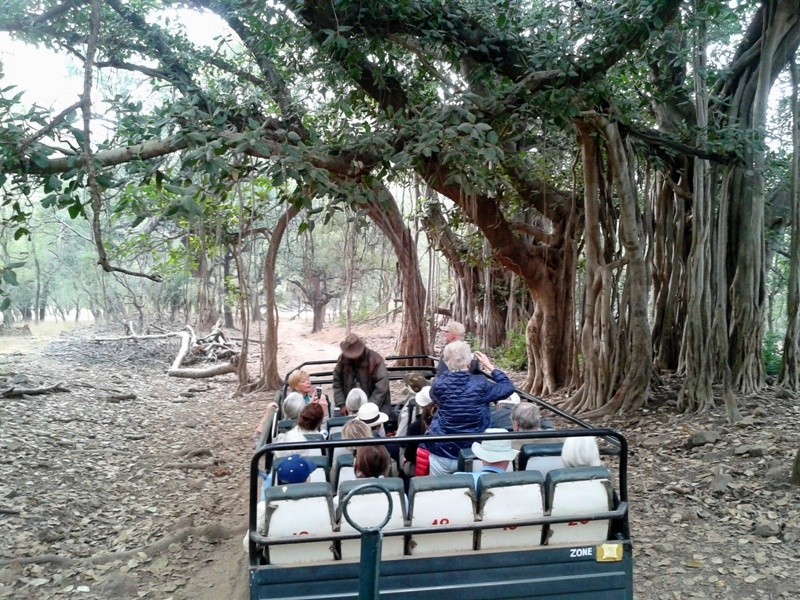 Canter safari in Ranthambore National Park