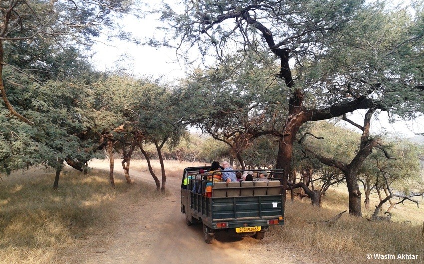 Canter safari in Ranthambore
