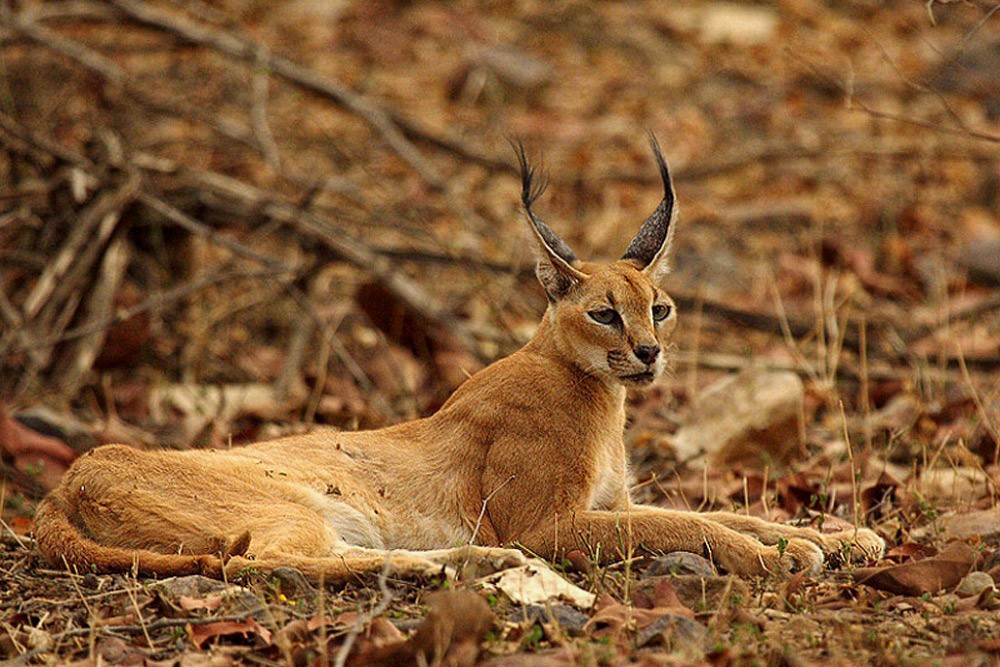 Caracal Siyagosh
