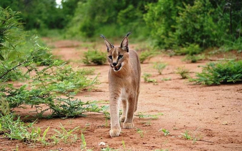 Caracal