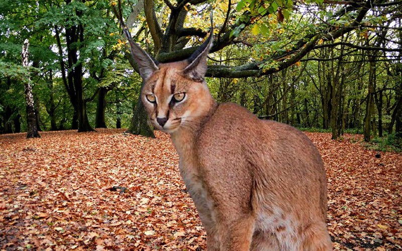 Caracal in Ranthambore