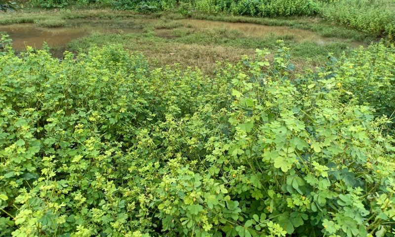 Cassia Tora plant in Ranthambhore