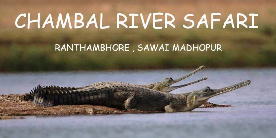 Chambal River safari Ranthambore