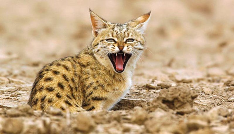 Desert Cat
