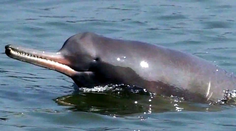 Dolphin In Chambal River