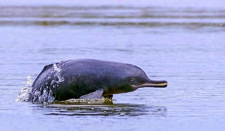 Dolphin in Chambal River Rajasthan