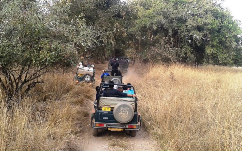 Dont leave safari track