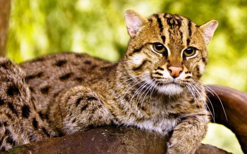 Fishing Cat