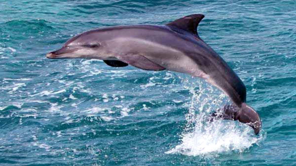 Gangetic Dolphin