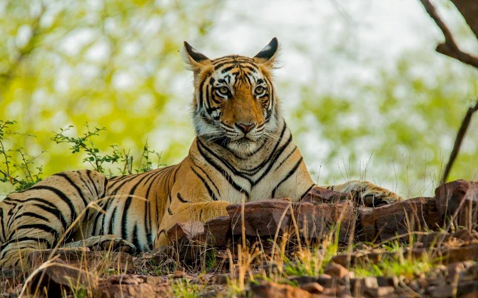 Identifying Tigers in Ranthambore National Park Safari Zones