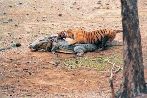 India most tigress Machli Kiled Crocodile in Ranthambore