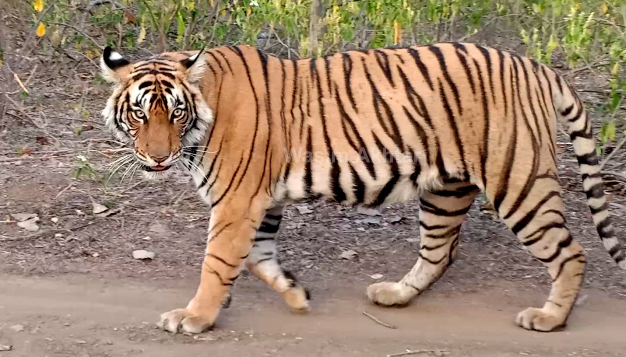International Tiger Day