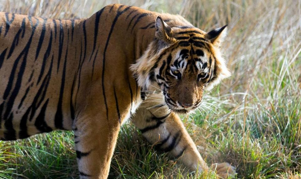 Is really Ustad T24 a Man Eater