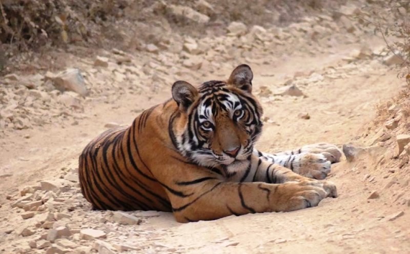 Jai t-108 Ranthambore