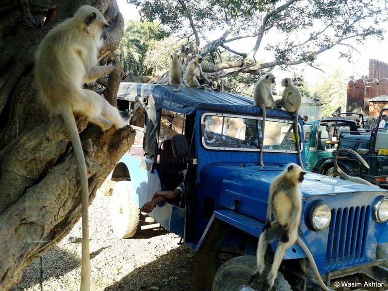 Jeep ride ranthambore fort