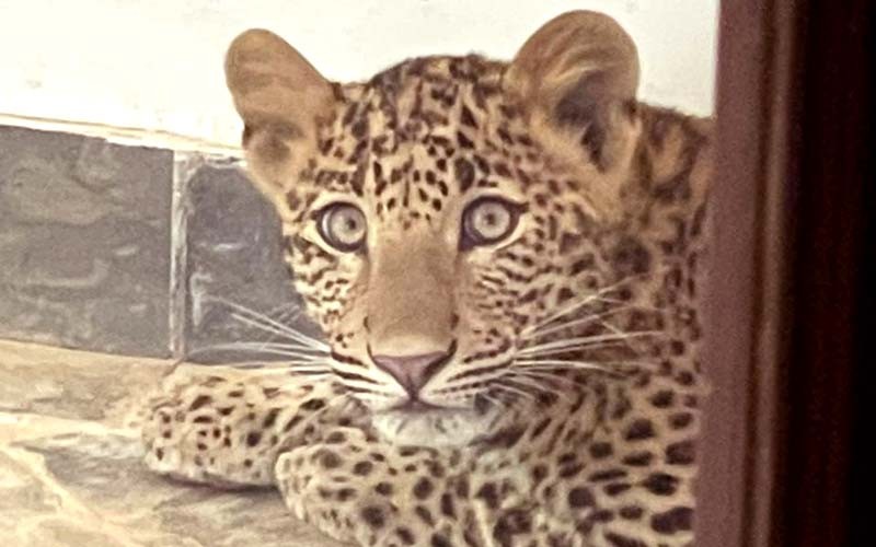 Leopard in Ranthambore Hotel