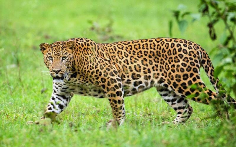 Leopard in ranthambore