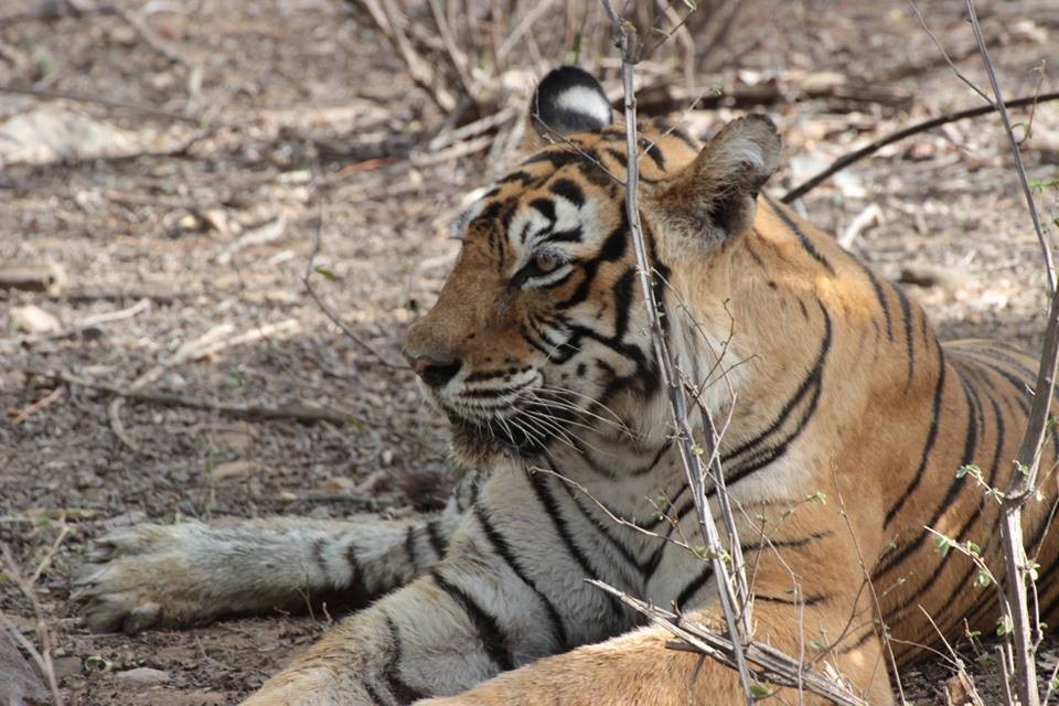Machali Ranthambore tigress_1